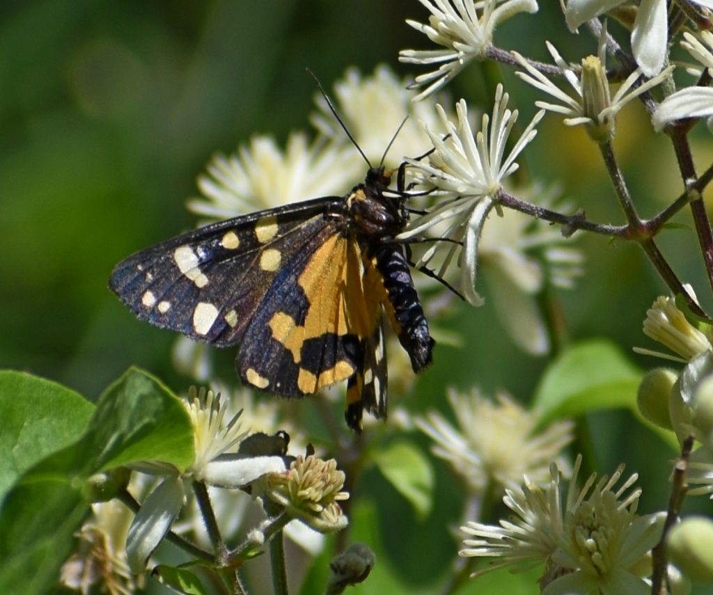 Erebidae Arctiinae: Callimorpha dominula?  S !